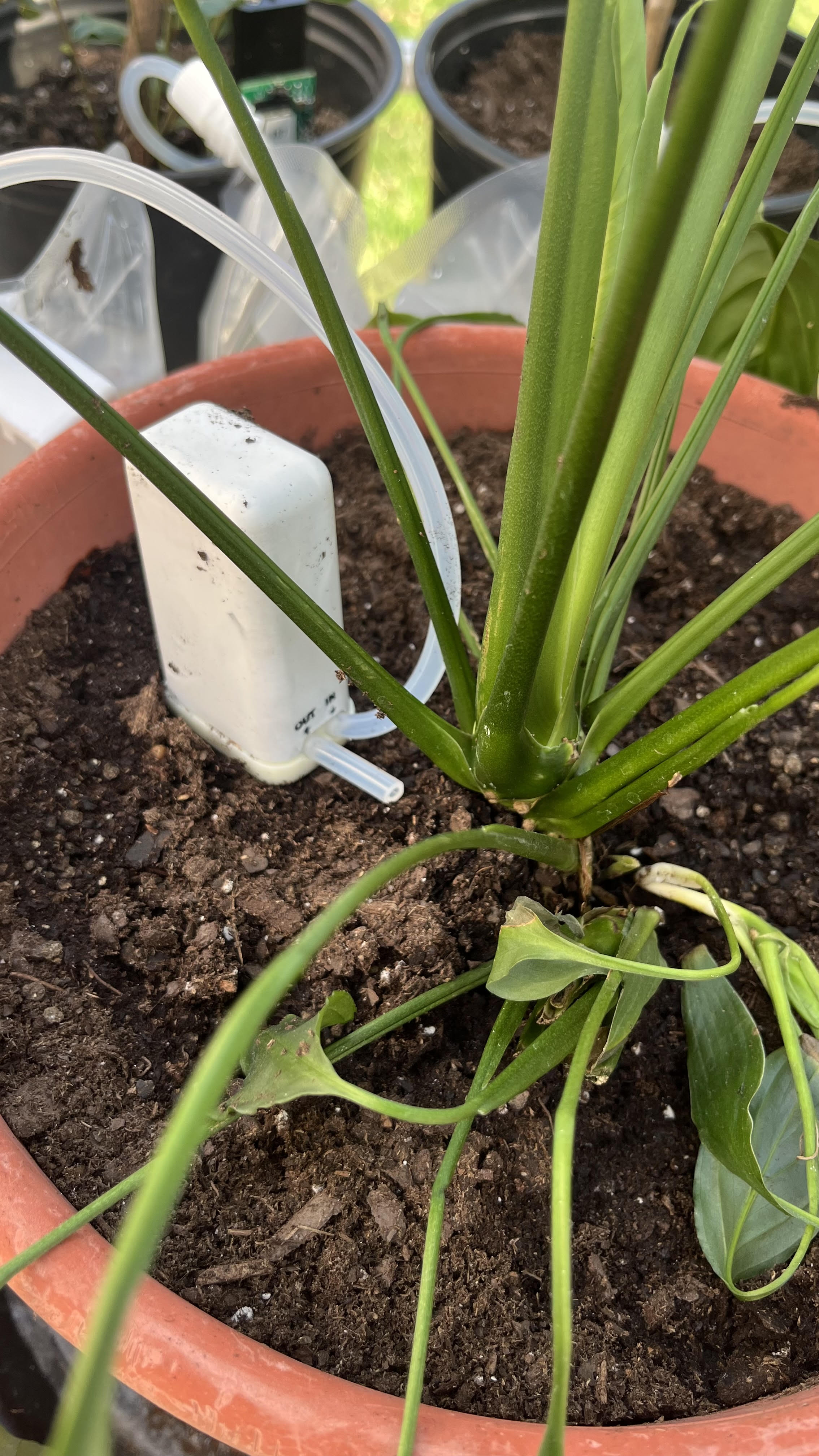 LolliDrop probe placed in the soil of a potted plant